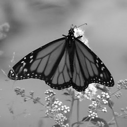 Sandra Quirós Romero