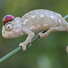 Veronica Conejo Sanchez