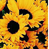 Sunflower _