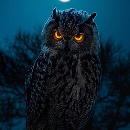 Abdurrohman Muhammad Sodiq