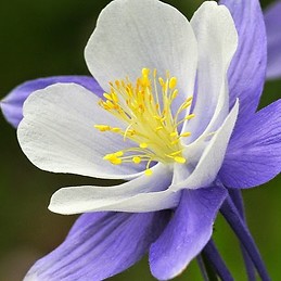 Irene Bastida Sánchez