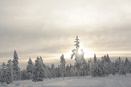 Entrerenos ysalmones