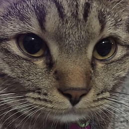 Naphisa Pulsiriwanna