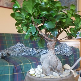 Marco Francescangeli