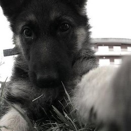 Oscar Batalla Rodriguez