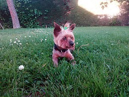 Irene Moreno Montero