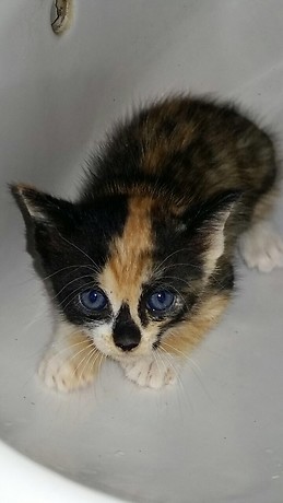 Carla García castellano