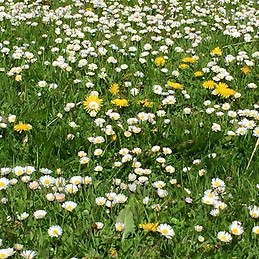 надежда стаменова