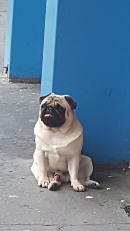 Pinkpanter Los money mandan