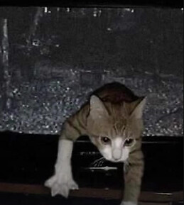 Samuel Sedano Salinas