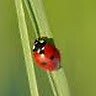 enrica coppo