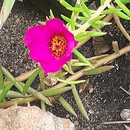 Natasha Orleans-Amponsah