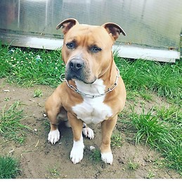 Dani Monroy Gallardo