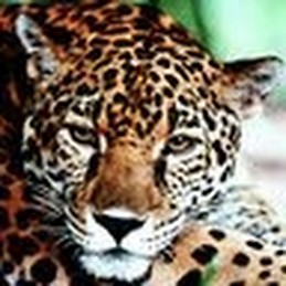 Charlotte von Szczepanski