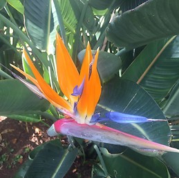 Brigitte Duverneuil-Duvoid