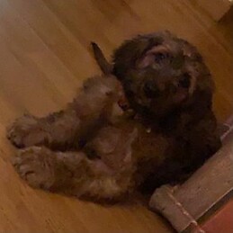 Francisco Javier Gonzalez Martínez