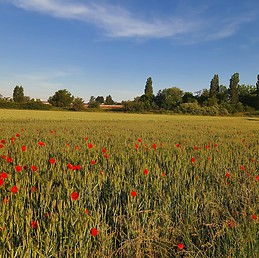 Emilie Johanna Marie