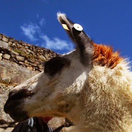 Maria Fernanda Gomez