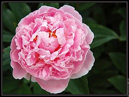 Marianne Maroni Freydier