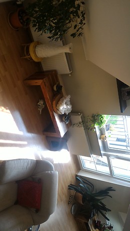 A room available in 2floors apartment with 2bathrooms and 2toile