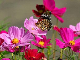 Marina Prieto Amador