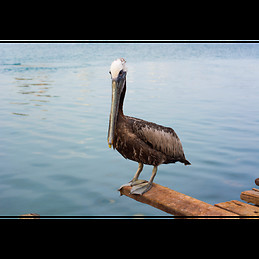 Andrés Felipe Ropero Santiago