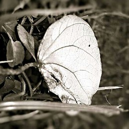 Shatakshi Srivastava