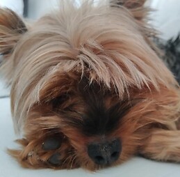 Amalia Sánchez Rosa