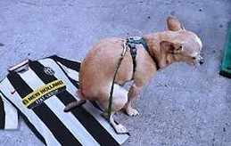 capasso gaetano 1967napoli