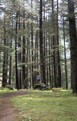 Willy Maluenda Draper