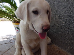 carolina perez alcazar