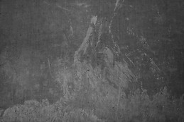 Salamandra Salamandra