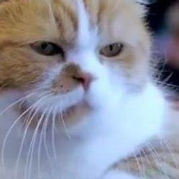 Virginia Gradinarova