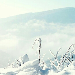 Şeyma Zeynep Ekener