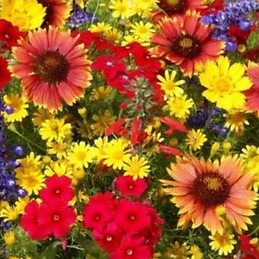 с видео омск компания