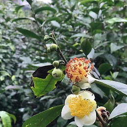 Cao Cường Nguyễn