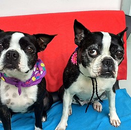 Maria Teresa Orozco Munevar