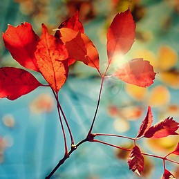 Aleksandra Cvetkoska