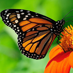 kavithakmk subramaniam