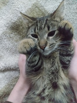 Larissa Rodrigues lari