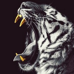 Julian Cadavid Acevedo