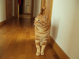 Iria Santodomingo Avila