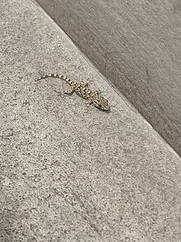 Joseba Puelles Iriondo