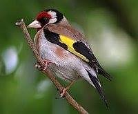 Felipe De Haro Rodriguez