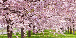 Cristina Gomez Novillo