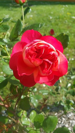 Amie Vermanie DOUBI DITOMBI