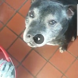 Lindsay Sanderson-Van De Gevel