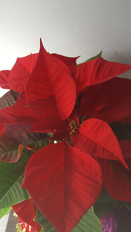 Gerardo Romero Gomez