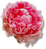 Illari Camila Rodriguez Gonzáles