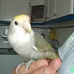 natalia de la mata ávila